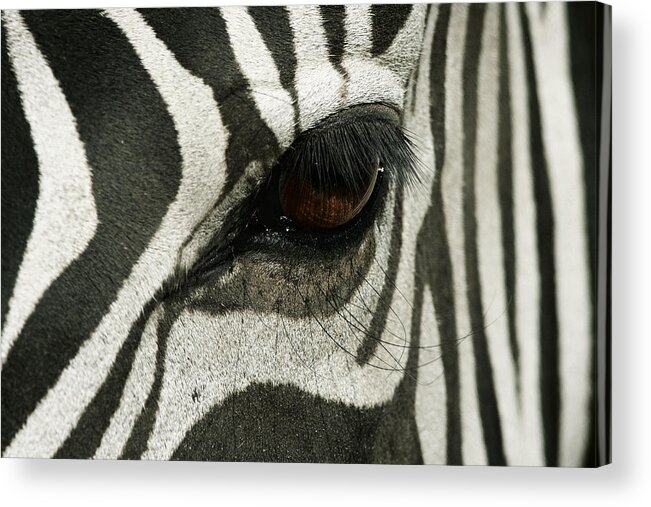 Zebra Acrylic Print featuring the photograph Stripes by Yuri Peress