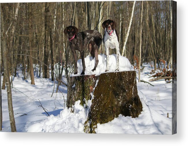 German Shorthair Acrylic Print featuring the photograph Stumped Dogs by Brook Burling