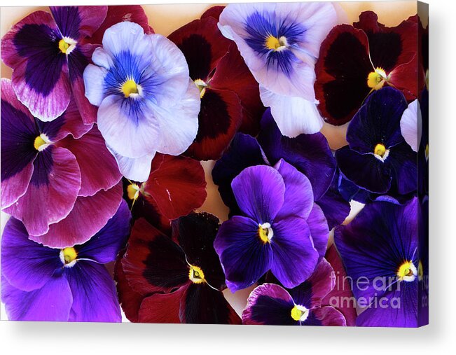 Wildflower Acrylic Print featuring the photograph Styled Pansies by Anastasy Yarmolovich