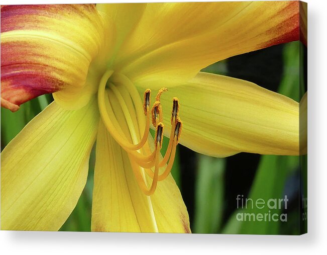 Daylily Acrylic Print featuring the photograph Summer Daylily by Amy Dundon