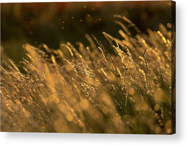 Alan Copson Acrylic Print featuring the photograph Summer Grasses 3 by Alan Copson