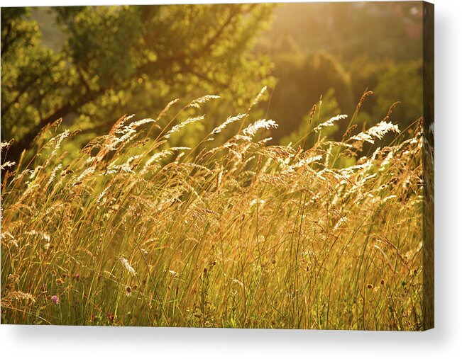 Summer Acrylic Print featuring the photograph Summer by Ian Middleton