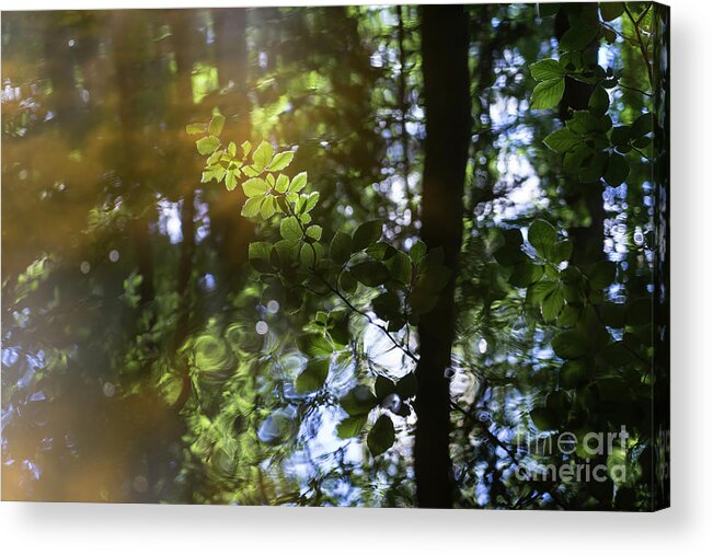 Magical Forest Acrylic Print featuring the photograph Summer reflection in the forest 2 by Adriana Mueller