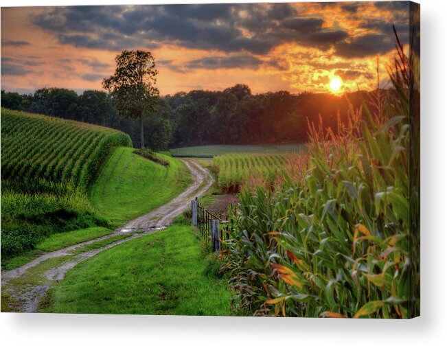 Corn Sunset Path Tree Country Scenic Landscape Clouds Rural Agriculture Wisconsin Countryside Trees Golden Green Acrylic Print featuring the photograph Summer Serenity by Peter Herman