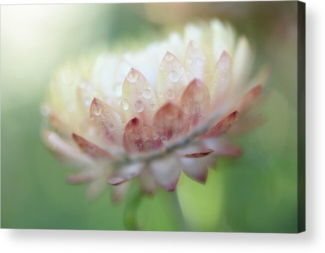 Straw Flower Acrylic Print featuring the photograph Summer Straw Flower by Leanna Kotter