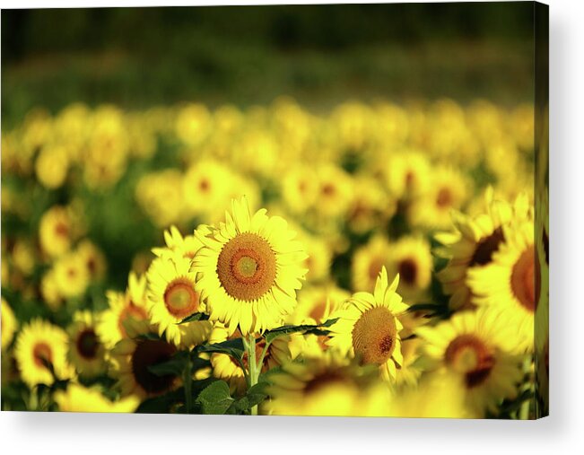 Summer Acrylic Print featuring the photograph Summertime Glow by Lens Art Photography By Larry Trager