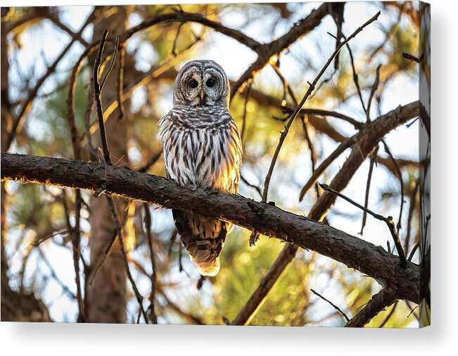 Barred Owl Acrylic Print featuring the photograph Sun Glazed Feathers by James Overesch