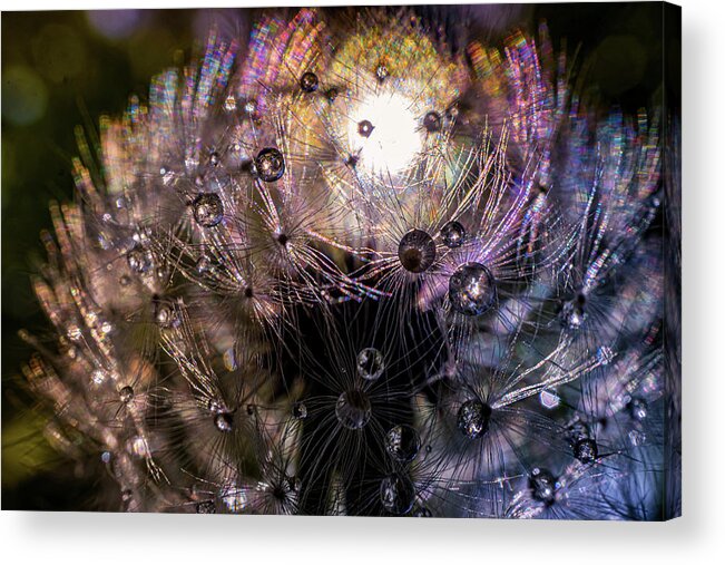 Rain Drops On Dandelion Acrylic Print featuring the photograph Sun glow through dandelion by Lilia S