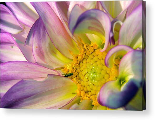 Flower Acrylic Print featuring the photograph Sun In Flower by Paul Vitko