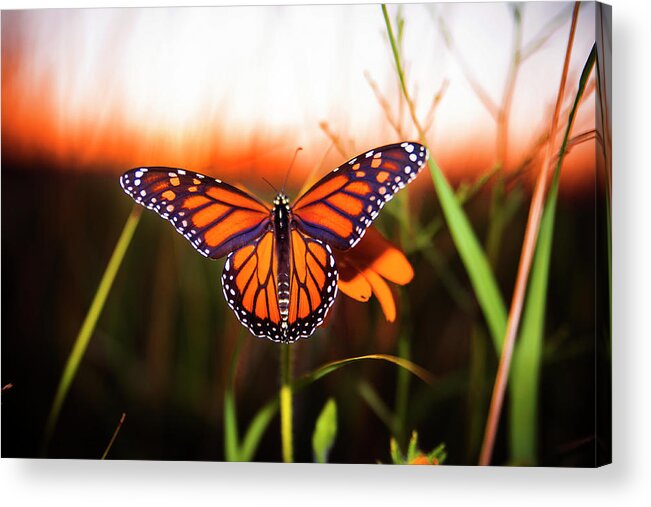  Acrylic Print featuring the photograph Sunbathing Monarch by Nicole Engstrom
