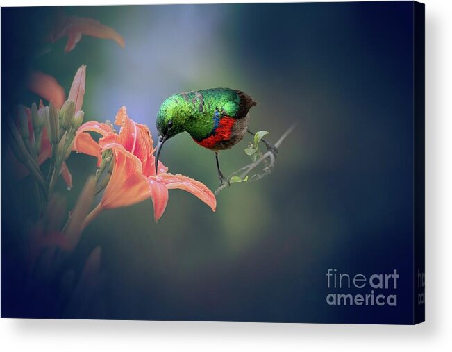 Southern Double-collared Sunbird Acrylic Print featuring the photograph Sunbird Sucking by Eva Lechner