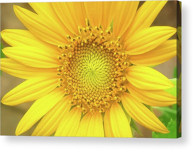 Sunflower Acrylic Print featuring the photograph Sunflower Closeup by John Kirkland