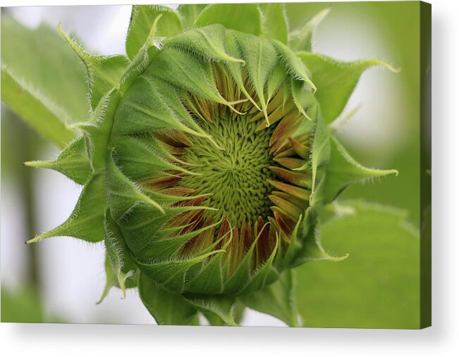 Sunflower Acrylic Print featuring the photograph Sunflower Eye by Mary Anne Delgado