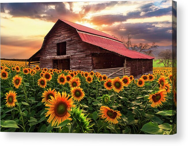 Barns Acrylic Print featuring the photograph Sunflower Farm at Dawn by Debra and Dave Vanderlaan