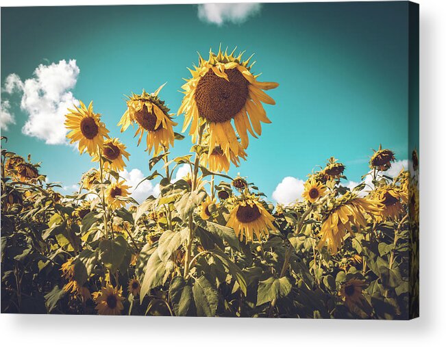 Sunflower Acrylic Print featuring the photograph Sunflower Field in Fall by Ada Weyland