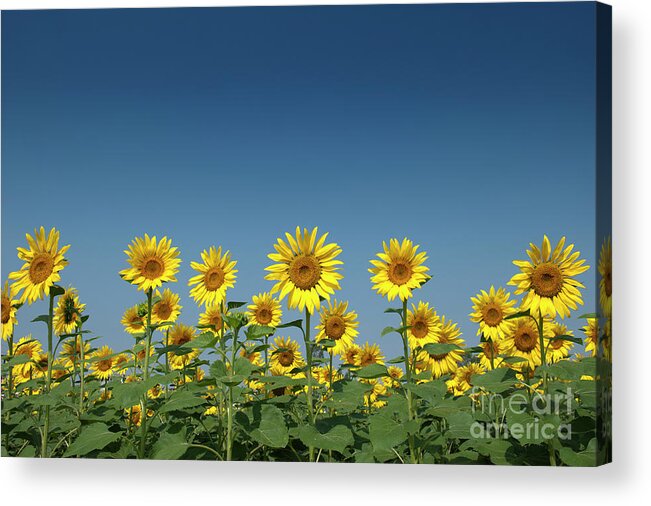 Sunflower Acrylic Print featuring the photograph Sunflower Field in India by Tim Gainey
