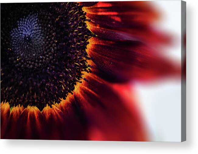  Acrylic Print featuring the photograph Sunflower full of fire by Nicole Engstrom