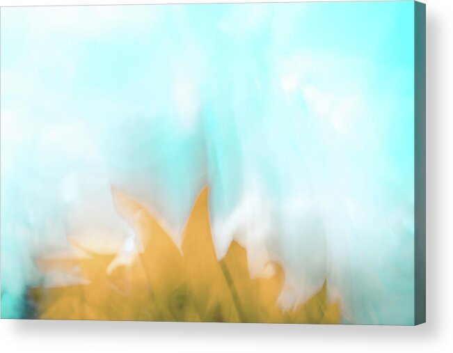 Abstract Acrylic Print featuring the photograph Sunflower Peak by Ada Weyland