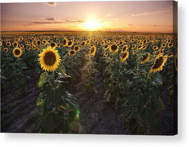 Scenics Acrylic Print featuring the photograph Sunflower sunset by Brad McGinley Photography