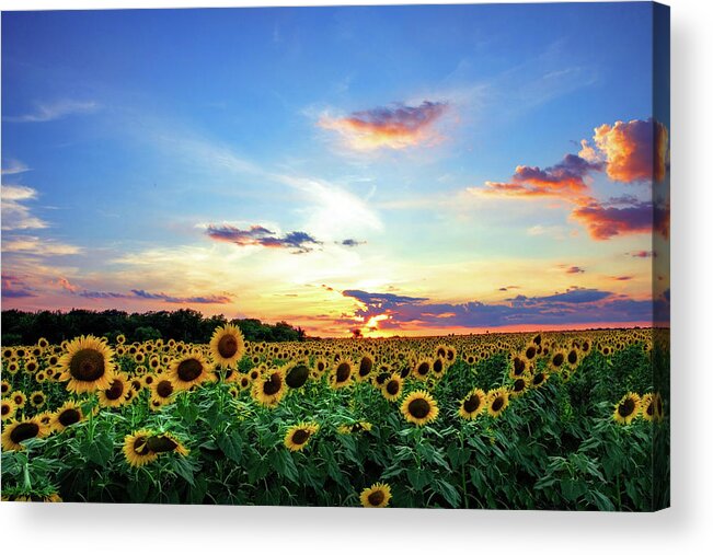 Landscape Acrylic Print featuring the photograph Sunflower Sunset I by KC Hulsman