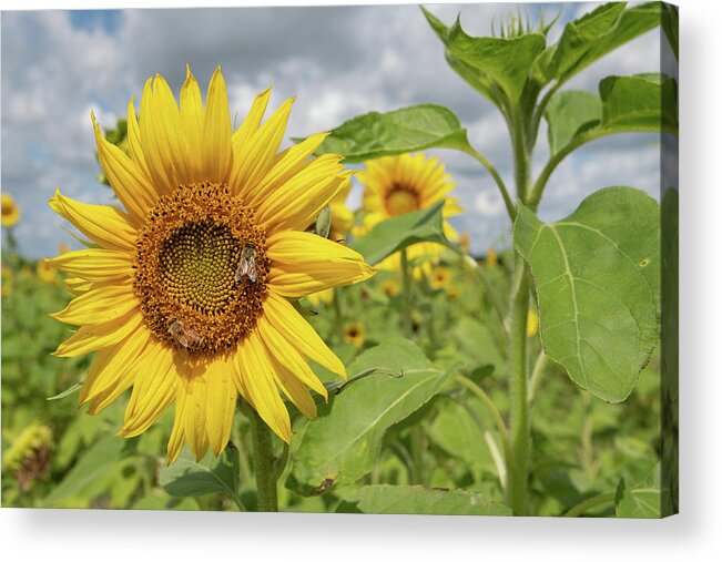 Sunflower Acrylic Print featuring the photograph Sunflower with Honeybee by Carolyn Hutchins