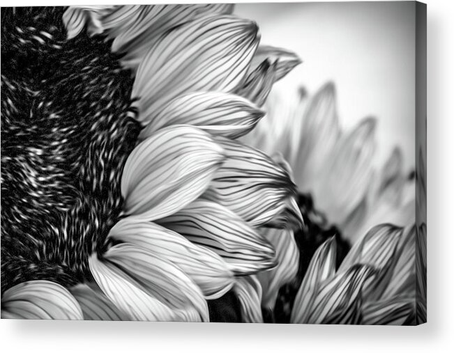 Sunflowers Acrylic Print featuring the photograph Sunflowers 3 by Connie Carr