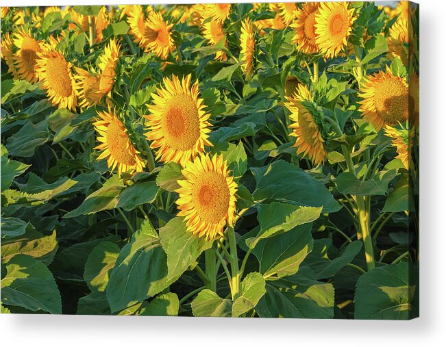 Flower Acrylic Print featuring the photograph Sunflowers by Jonathan Nguyen