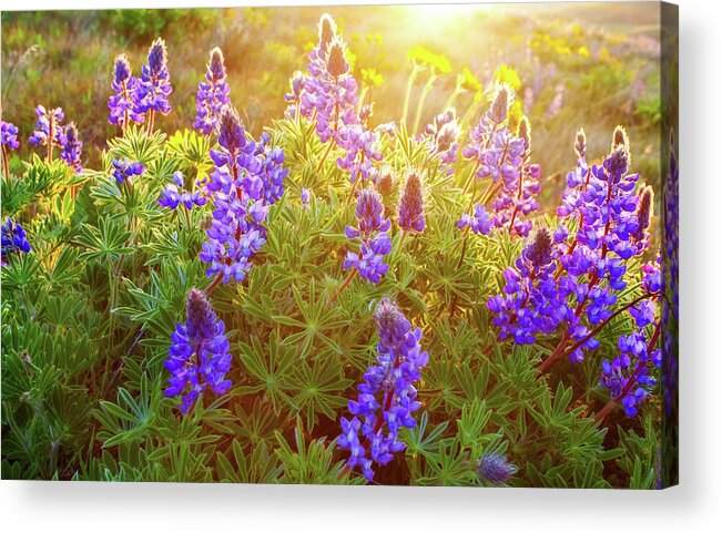 Sunrise Acrylic Print featuring the photograph Sunkissed by Darren White