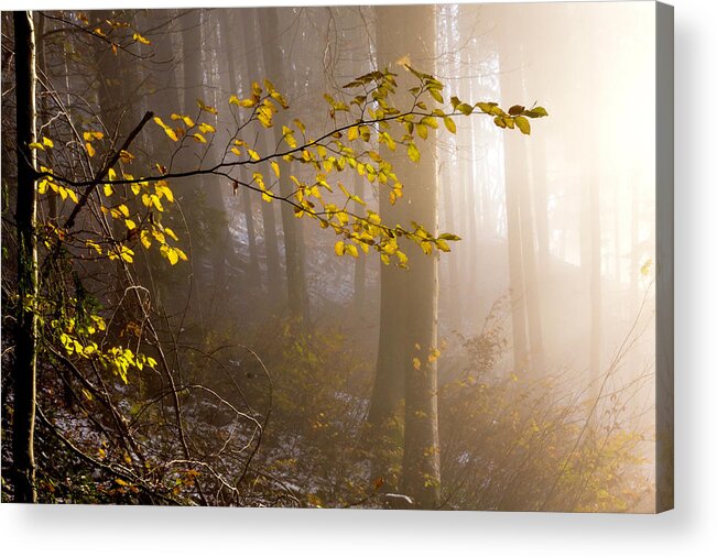 Forest Acrylic Print featuring the photograph Sunlight meets the forest by Wolfgang Stocker