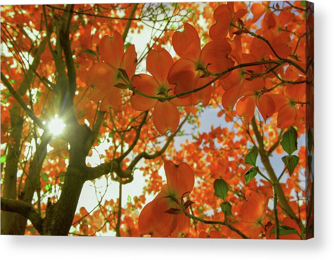 Sun Light Acrylic Print featuring the photograph Sunlight through flowers and leaves by Jeff Swan