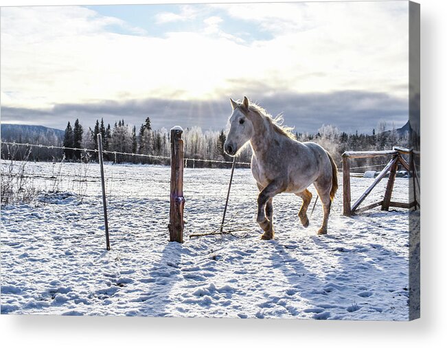 Winter Acrylic Print featuring the photograph Sunlit Passage by Listen To Your Horse