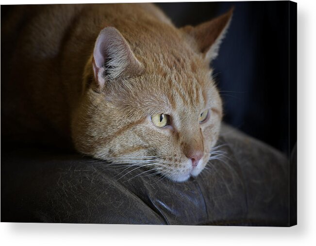 Yellow Tabby Acrylic Print featuring the photograph Sunny by DArcy Evans