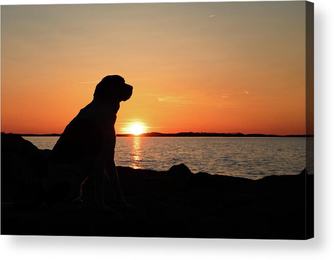 Dog Acrylic Print featuring the photograph Sunny Hound Silhouette by Denise Kopko
