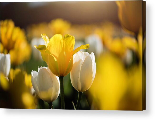  Acrylic Print featuring the photograph Sunny Tulips by Nicole Engstrom