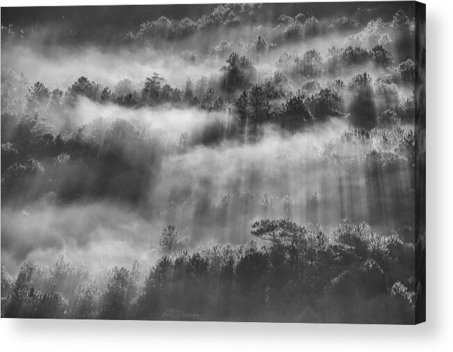 Tranquility Acrylic Print featuring the photograph Sunray in pine forest by Thang Tat Nguyen