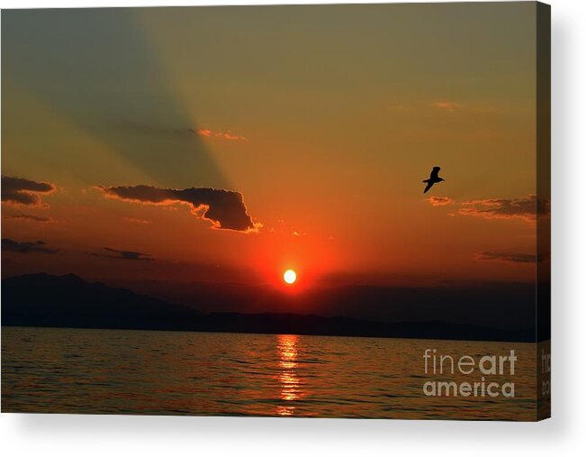 Harmony Acrylic Print featuring the photograph Sunset Dreaming And Bird by Leonida Arte