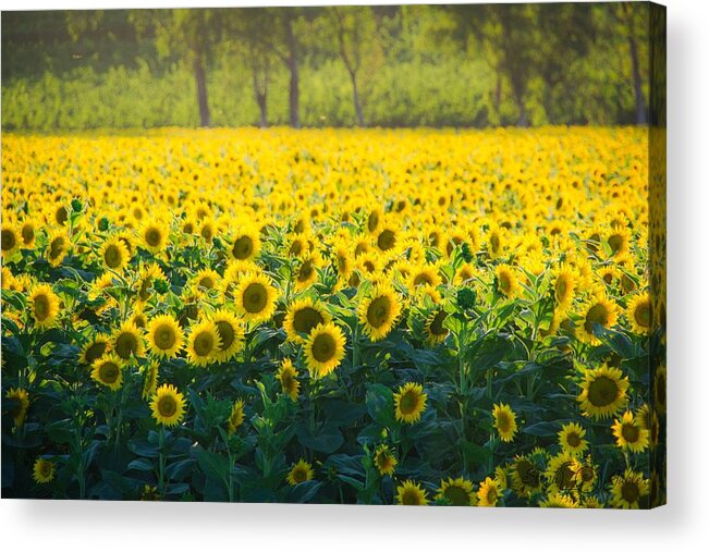 Sunflowers Acrylic Print featuring the photograph Sunset Sunflowers by Steph Gabler