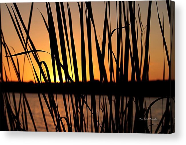 Sunset Acrylic Print featuring the photograph Sunset Through the Reeds by Mary Walchuck