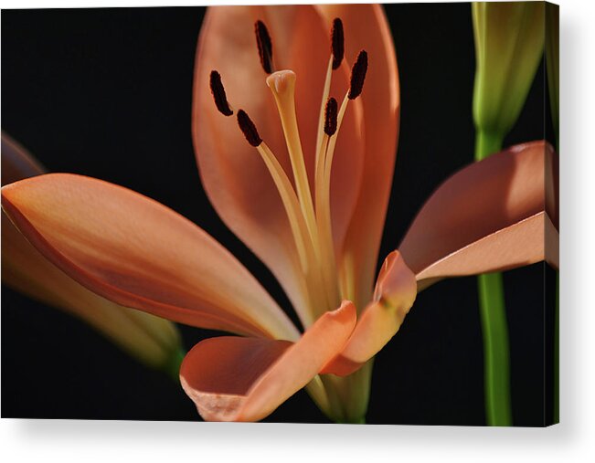 Lily Acrylic Print featuring the photograph Sunshine Lily Flower by Gaby Ethington