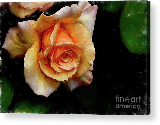 Hybrid Acrylic Print featuring the photograph Sunstruck Rose by Diana Mary Sharpton