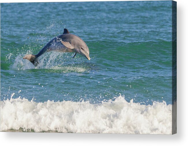 Dolphin Acrylic Print featuring the photograph Surf Dolphin by Bradford Martin