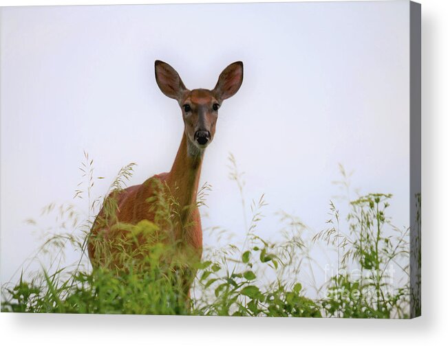 Doe Acrylic Print featuring the photograph Surprised by Deb Halloran