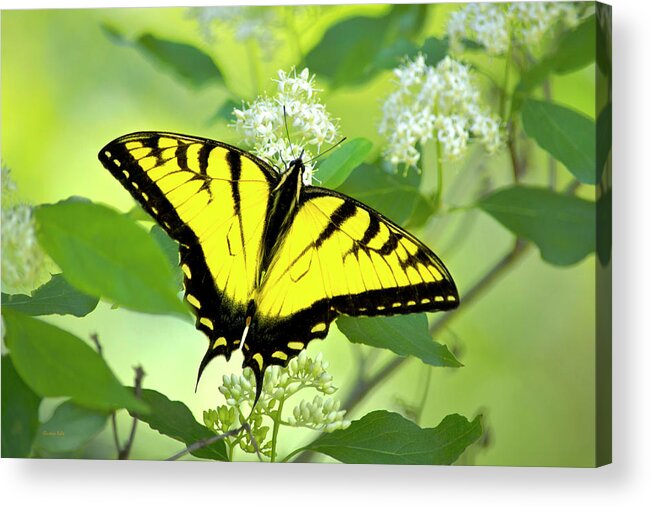 Swallowtail Butterfly Acrylic Print featuring the photograph Swallowtail Butterfly Feeding on Flowers by Christina Rollo