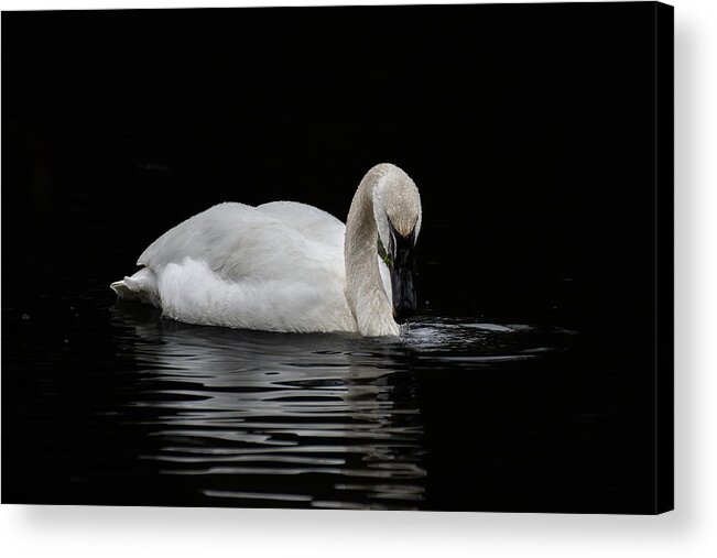 Swan Acrylic Print featuring the photograph Swan by Jerry Cahill