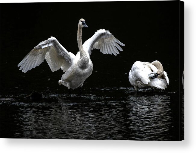 Swans Acrylic Print featuring the photograph Swans on the Lake by Jerry Cahill