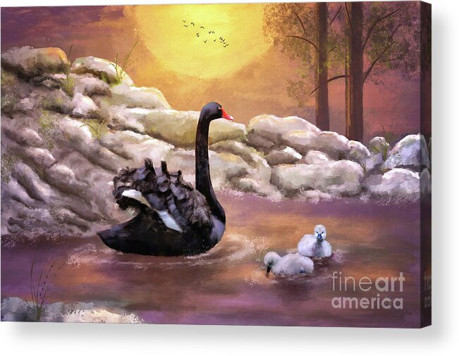 Swan Acrylic Print featuring the digital art Swans Swimming At Sunset by Lois Bryan