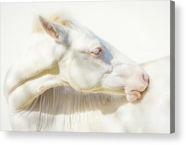 Horse Acrylic Print featuring the photograph Ivory Bliss - Horse Art by Lisa Saint