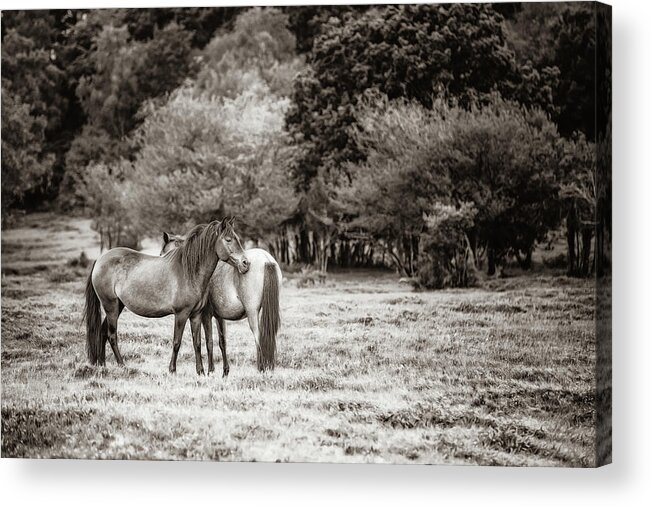 Photographs Acrylic Print featuring the photograph Sweet Friendship II - Horse Art by Lisa Saint