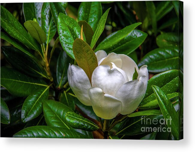 Blossom Acrylic Print featuring the photograph Sweet Magnolia by Shelia Hunt