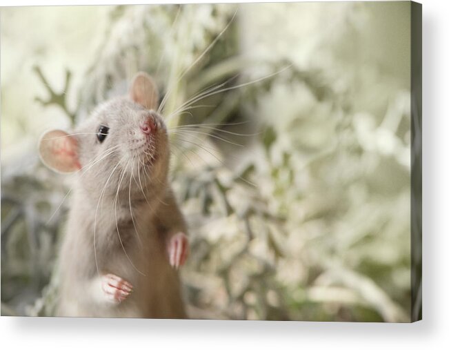 Rat Acrylic Print featuring the photograph Sweet Rat Standing by Naomi Maya